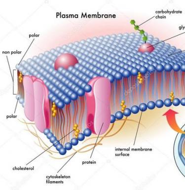 Клеточные мембраны, их структура