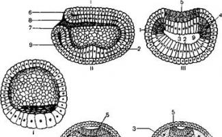 Тип Хордовые: строение и развитие ланцетника Эмбриональное развитие хордовых на примере ланцетника