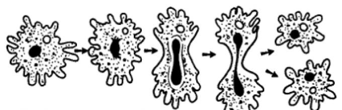 На рисунке изображено одно из проявлений жизнедеятельности амебы какое общее свойство живых